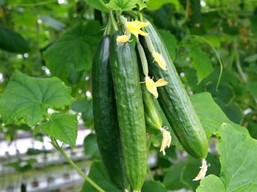 cucumber-image-2