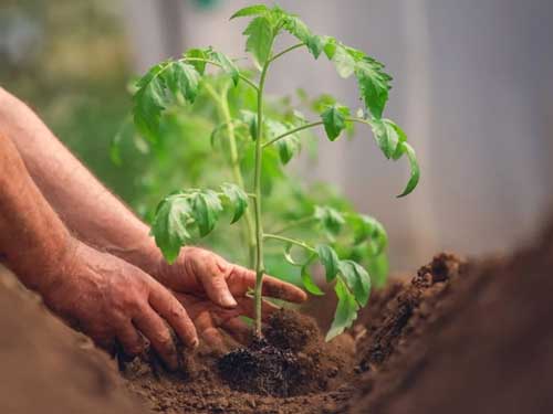 tomato-image-1
