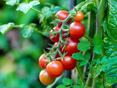 tomato-image-2