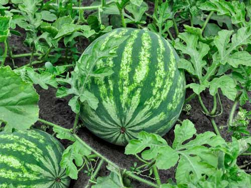 watermelon-image-3